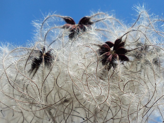 Coton